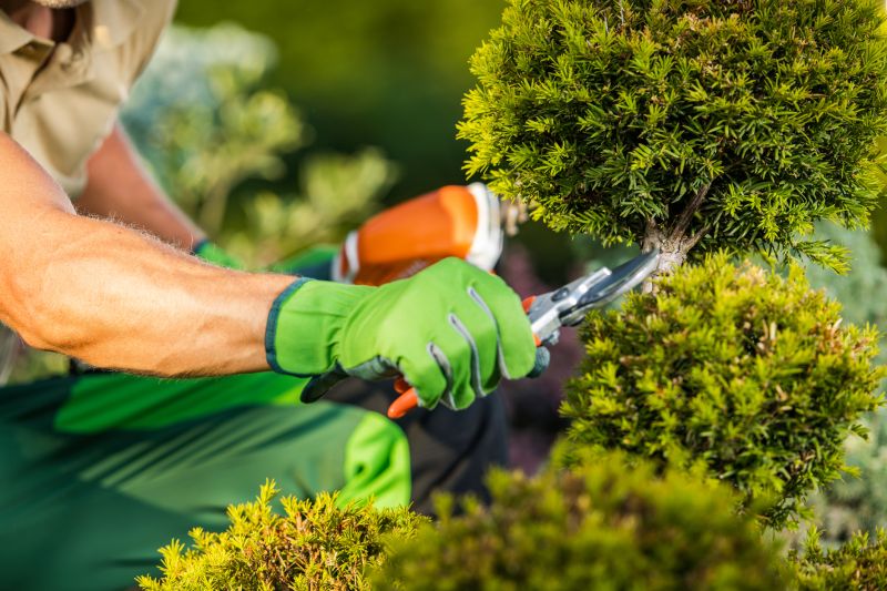 Tree and Shrub Care Services