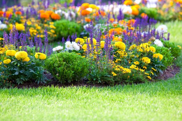 Flower Bed Maintenance in Irvine
