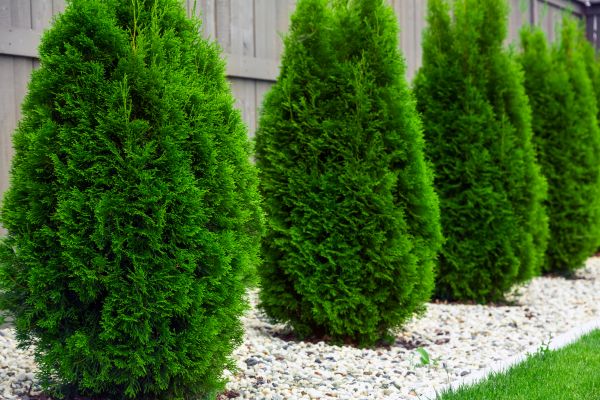 Arborvitae Planting in Irvine