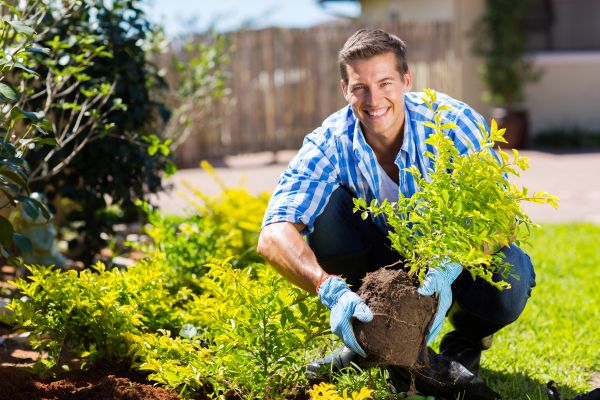 Bush Planting Service in Irvine