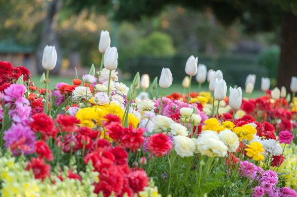 Gardening Service in Irvine