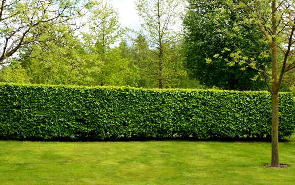 Hedge Planting in Irvine