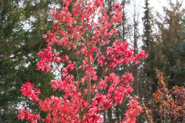 Japanese Maple Planting in Irvine