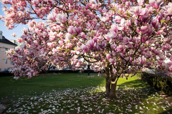 Magnolia Tree Planting in Irvine