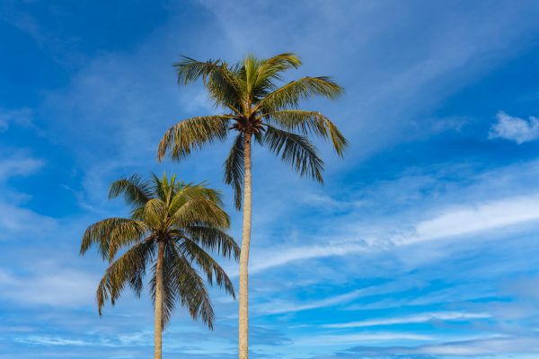 Palm Tree Planting in Irvine