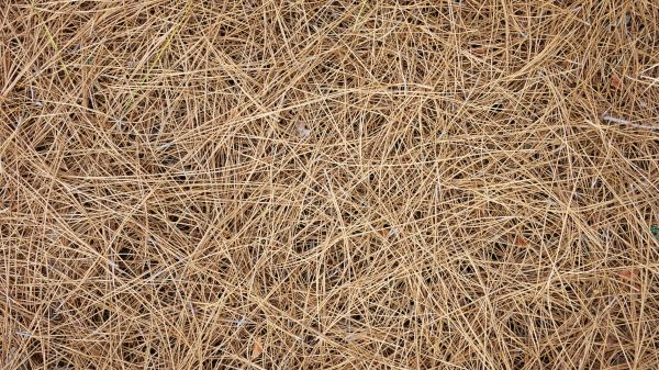 Pine Needles Delivery in Irvine