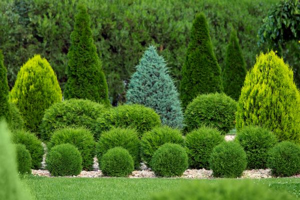 Shrub Replacement in Irvine