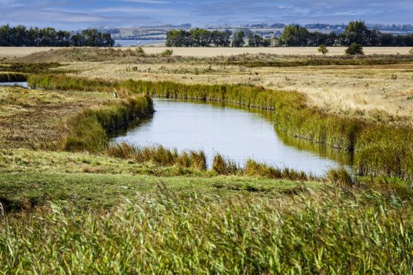 Swale Landscaping in Irvine