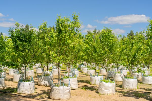 Tree Planting Service in Irvine