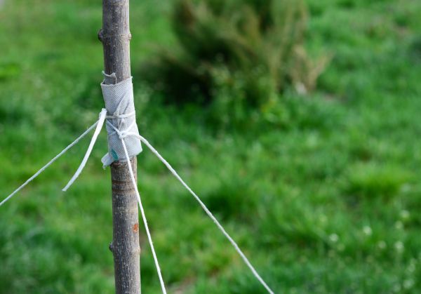 Tree Staking Service in Irvine