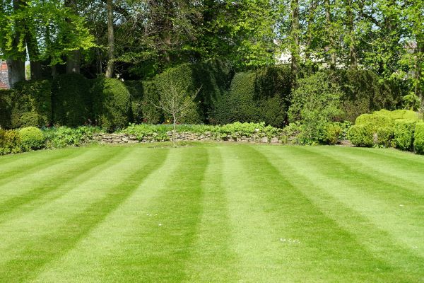 Lawn Renovation in Irvine
