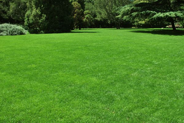 Lawn Landscaping in Irvine