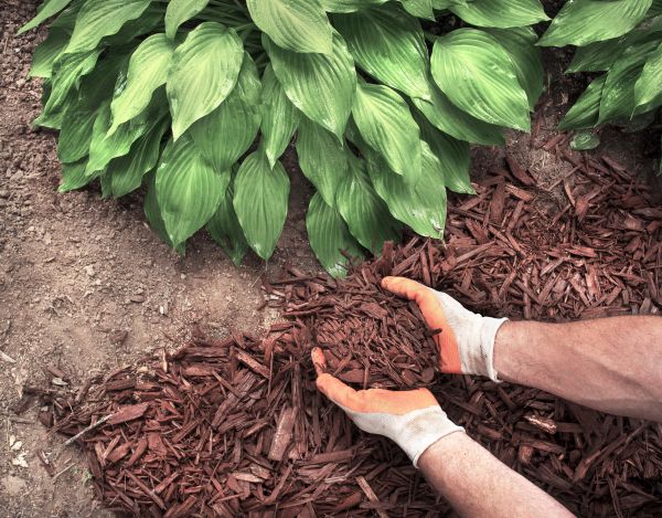 Shredded Mulch Service in Irvine