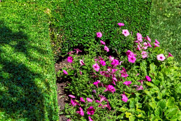 Softscaping Service in Irvine