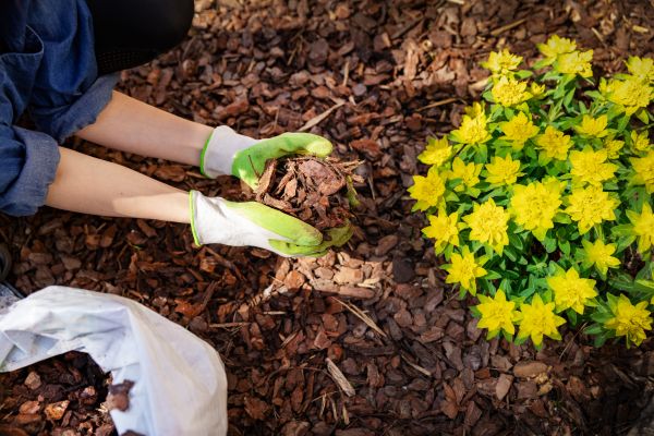 Pine Bark Mulch Installation in Irvine