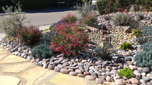 Xeriscape Landscaping in Irvine