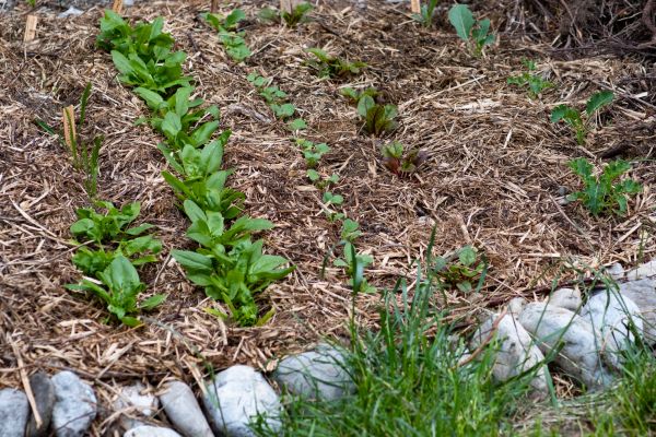 Mulch Service in Irvine
