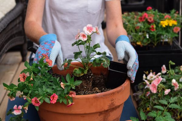 Plant Care Service in Irvine