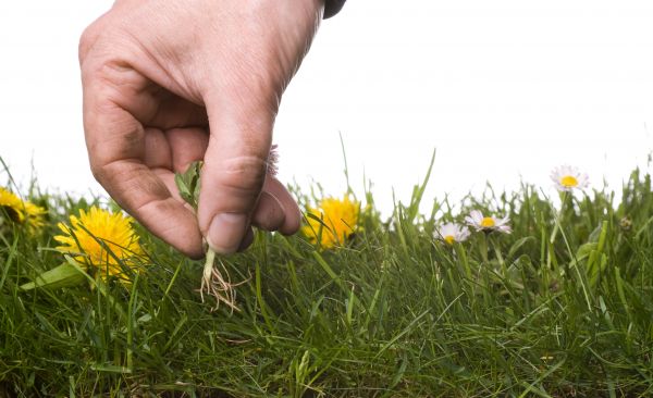 Lawn Weeding in Irvine