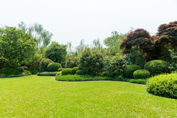 Tree Landscaping in Irvine