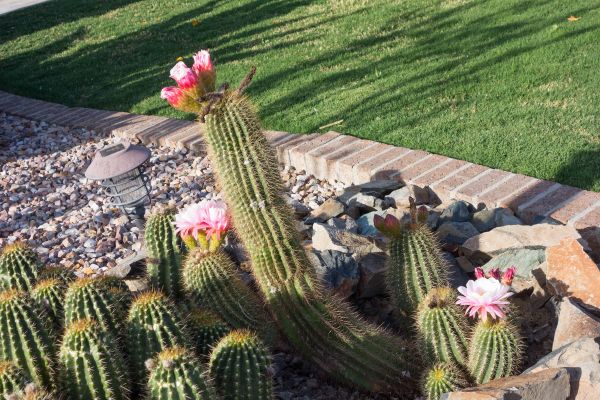 Desert Landscaping in Irvine