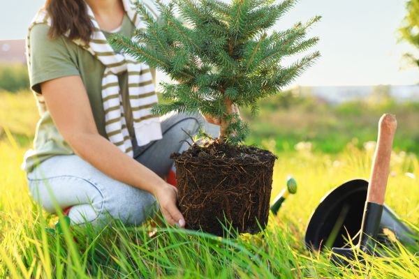 Spruce Tree Planting in Irvine
