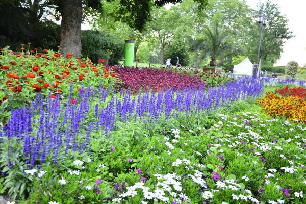 Perennials Planting in Irvine