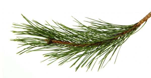 Pine Needles Installation in Irvine