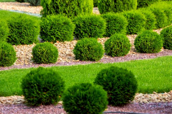 Bush Installation in Irvine