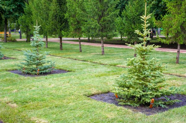 Privacy Trees Planting in Irvine