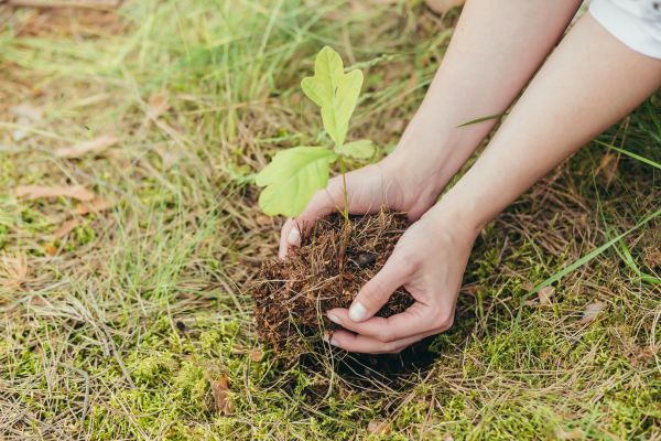 Oak Tree Planting in Irvine