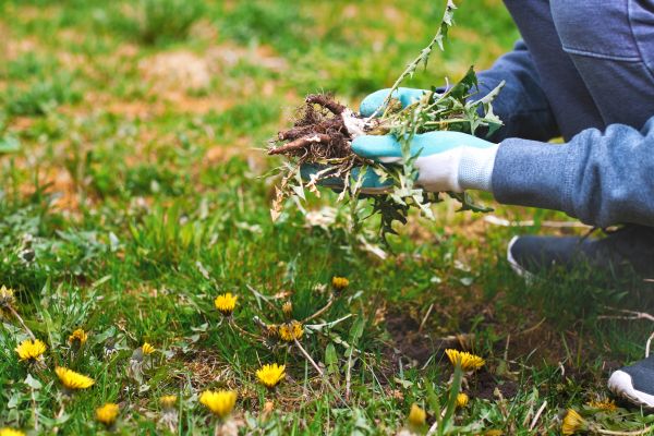 Flower Bed Clearing in Irvine