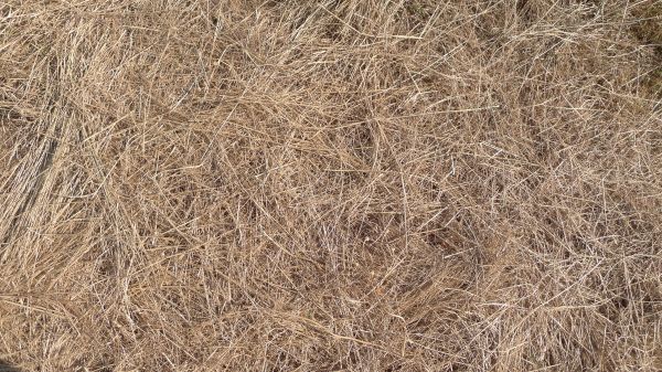 Pine Straw Replacement in Irvine