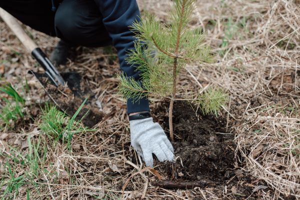 Pine Tree Planting in Irvine