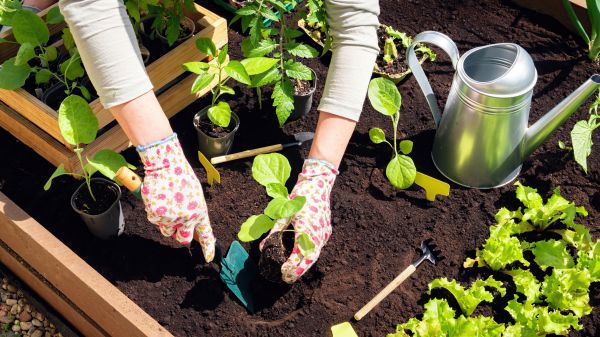 Garden Bed Installation in Irvine