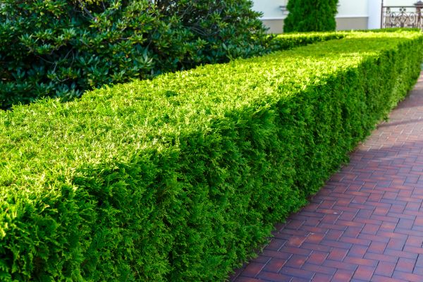 Hedge Installation in Irvine