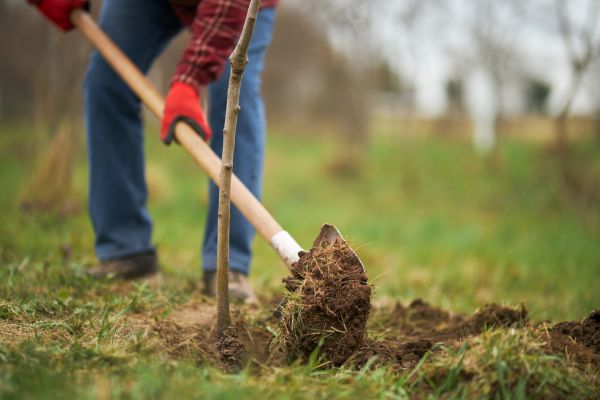 Trees Planting in Irvine