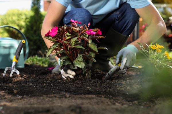 Plant Replacement in Irvine