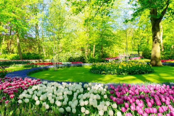 Flower Landscaping in Irvine
