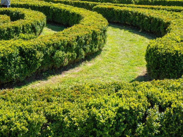 Bush Landscaping in Irvine