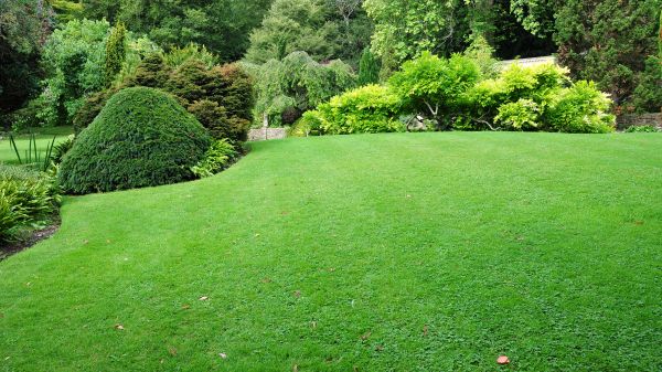 Commercial Landscape Design in Irvine