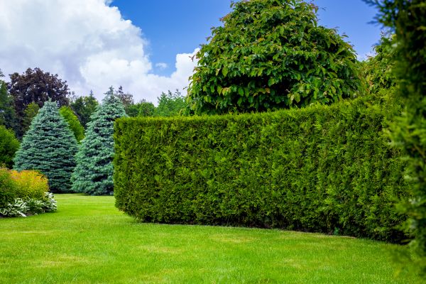 Hedge Landscaping in Irvine