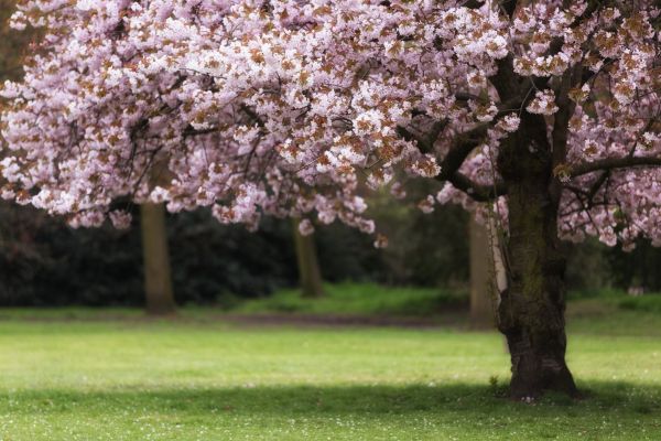 Cherry Tree Planting in Irvine