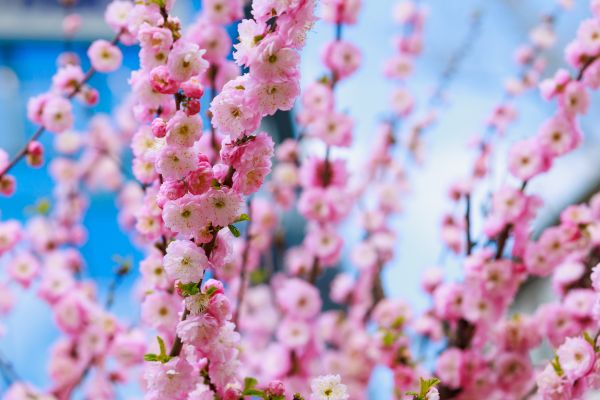 Japanese Cherry Tree Planting in Irvine