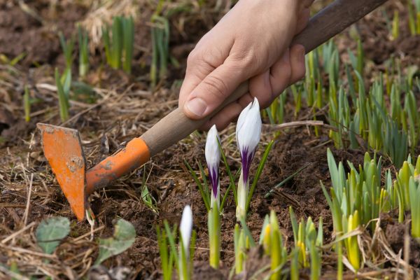 Flower Garden Weeding in Irvine