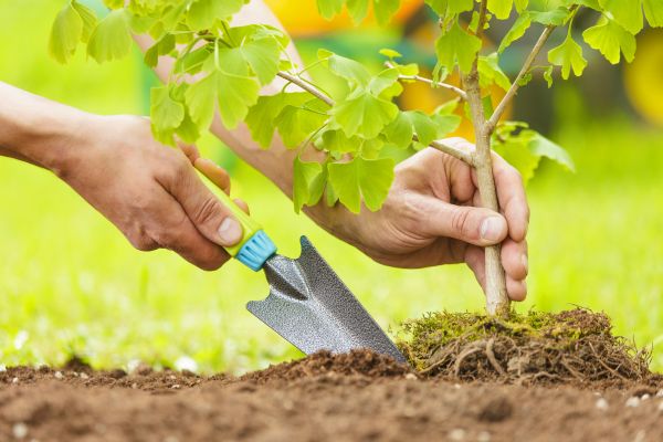 Fruit Tree Planting in Irvine