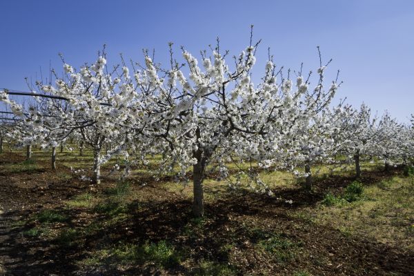 Orchard Planting in Irvine