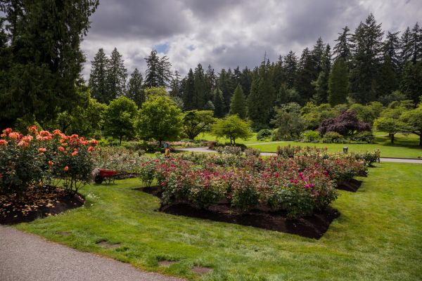 Flower Garden Landscaping in Irvine