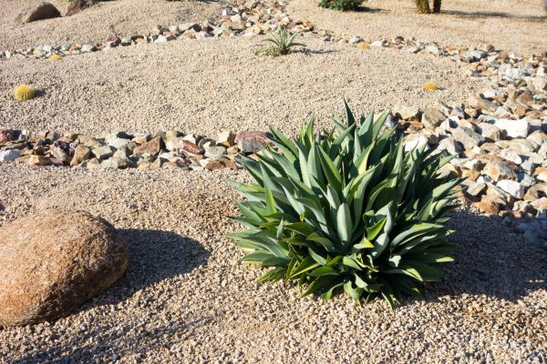 Xeriscaping Service in Irvine