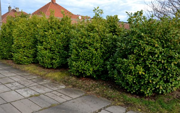 Privacy Shrub Installation in Irvine